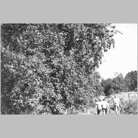 062-1019 Der Birnbaum von Nautsche Neumann ist riesig geworden.jpg